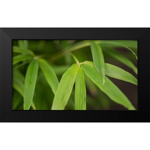 Bamboo Leaves I Black Modern Wood Framed Art Print by Crane, Rita