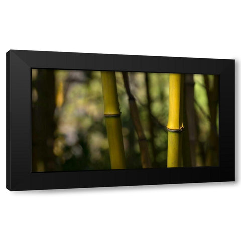 Bamboo Afternoon IV Black Modern Wood Framed Art Print with Double Matting by Crane, Rita