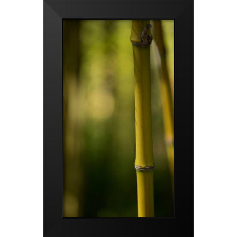 Bamboo Afternoon X Black Modern Wood Framed Art Print by Crane, Rita
