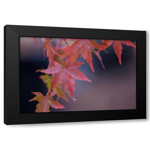 Japanese Maple I Black Modern Wood Framed Art Print by Crane, Rita