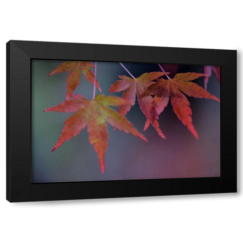 Japanese Maple II Black Modern Wood Framed Art Print by Crane, Rita