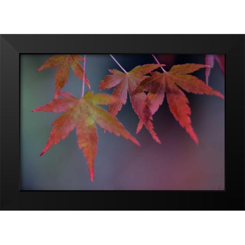 Japanese Maple II Black Modern Wood Framed Art Print by Crane, Rita