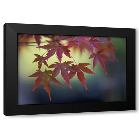 Japanese Maple III Black Modern Wood Framed Art Print with Double Matting by Crane, Rita