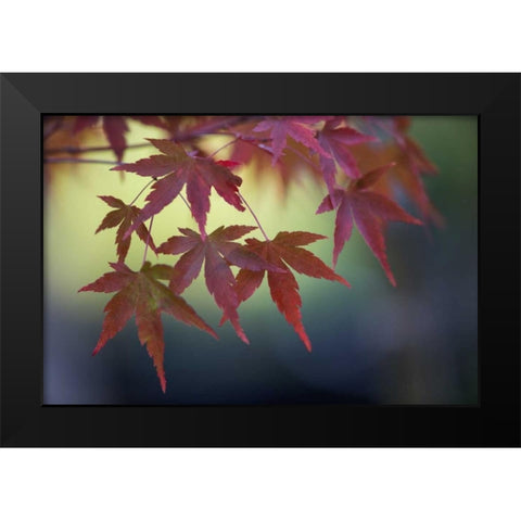 Japanese Maple III Black Modern Wood Framed Art Print by Crane, Rita