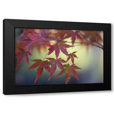 Japanese Maple IV Black Modern Wood Framed Art Print by Crane, Rita