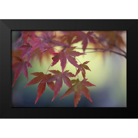 Japanese Maple IV Black Modern Wood Framed Art Print by Crane, Rita