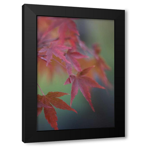 Japanese Maple V Black Modern Wood Framed Art Print with Double Matting by Crane, Rita