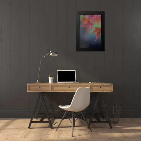 Japanese Maple VI Black Modern Wood Framed Art Print by Crane, Rita