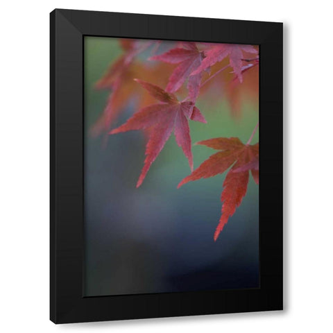 Japanese Maple VI Black Modern Wood Framed Art Print by Crane, Rita