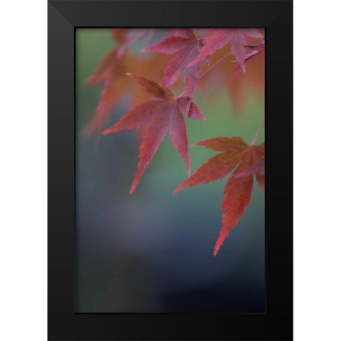 Japanese Maple VI Black Modern Wood Framed Art Print by Crane, Rita