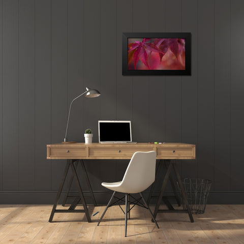 Joyful Maple II Black Modern Wood Framed Art Print by Crane, Rita