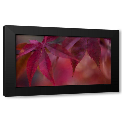 Joyful Maple II Black Modern Wood Framed Art Print with Double Matting by Crane, Rita