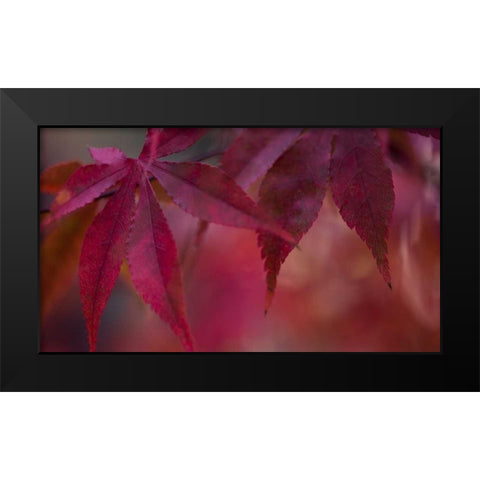 Joyful Maple II Black Modern Wood Framed Art Print by Crane, Rita