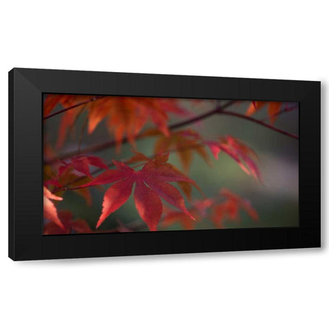 Sunlight Maple I Black Modern Wood Framed Art Print by Crane, Rita