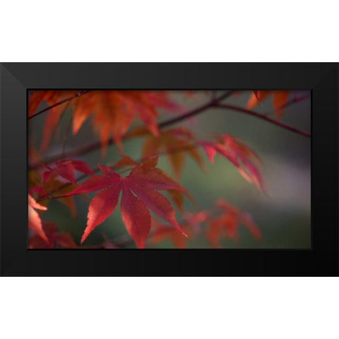 Sunlight Maple I Black Modern Wood Framed Art Print by Crane, Rita