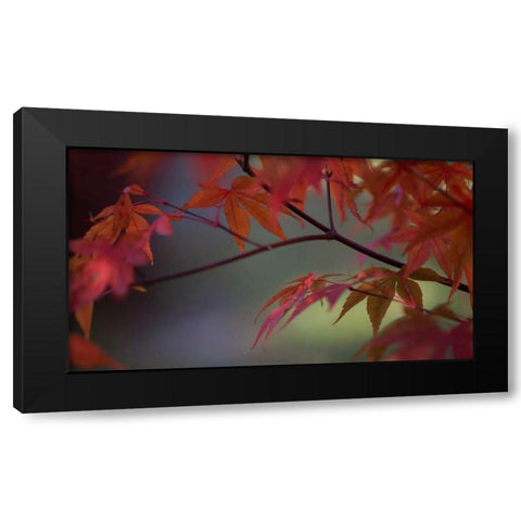 Sunlight Maple II Black Modern Wood Framed Art Print by Crane, Rita