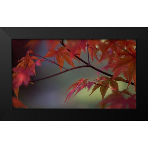 Sunlight Maple II Black Modern Wood Framed Art Print by Crane, Rita