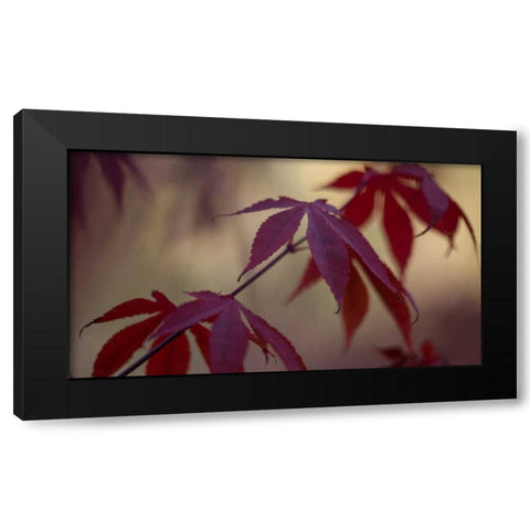 Burgundy Maple II Black Modern Wood Framed Art Print by Crane, Rita