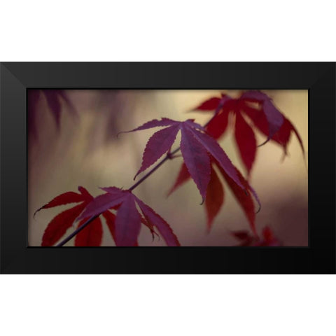 Burgundy Maple II Black Modern Wood Framed Art Print by Crane, Rita