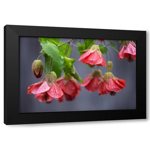 Chinese Lantern I Black Modern Wood Framed Art Print by Crane, Rita