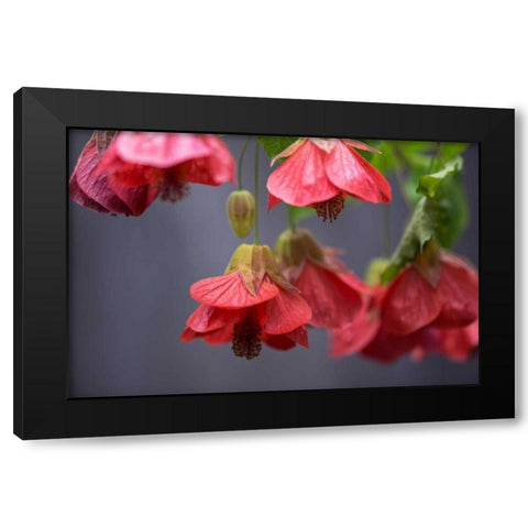 Chinese Lantern II Black Modern Wood Framed Art Print with Double Matting by Crane, Rita