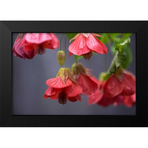 Chinese Lantern II Black Modern Wood Framed Art Print by Crane, Rita