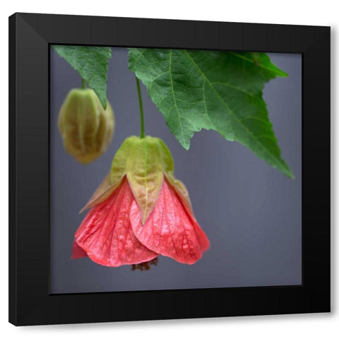 Chinese Lantern III Black Modern Wood Framed Art Print by Crane, Rita