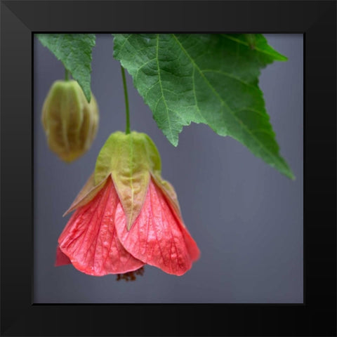 Chinese Lantern III Black Modern Wood Framed Art Print by Crane, Rita