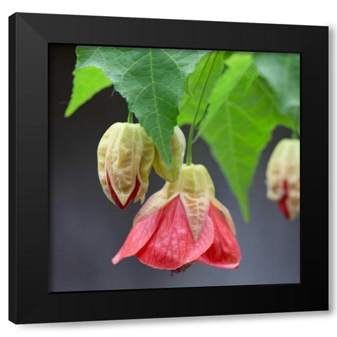 Chinese Lantern IV Black Modern Wood Framed Art Print with Double Matting by Crane, Rita