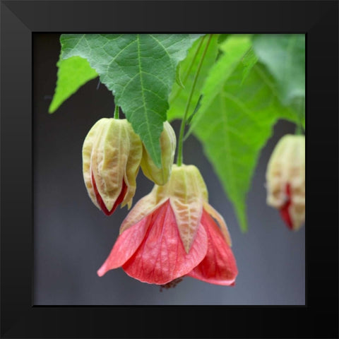 Chinese Lantern IV Black Modern Wood Framed Art Print by Crane, Rita
