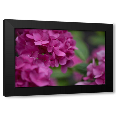 Pink Hydrangeas I Black Modern Wood Framed Art Print by Crane, Rita