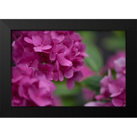 Pink Hydrangeas I Black Modern Wood Framed Art Print by Crane, Rita