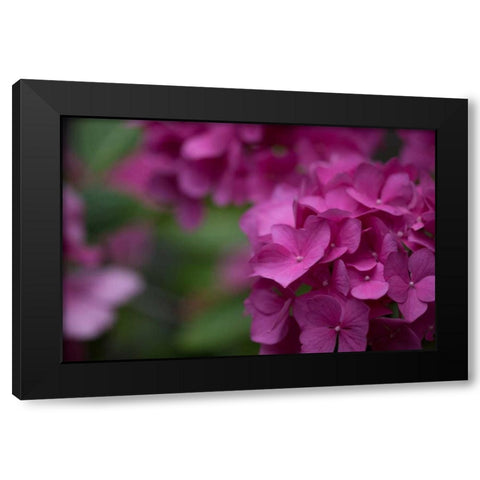 Pink Hydrangeas II Black Modern Wood Framed Art Print by Crane, Rita