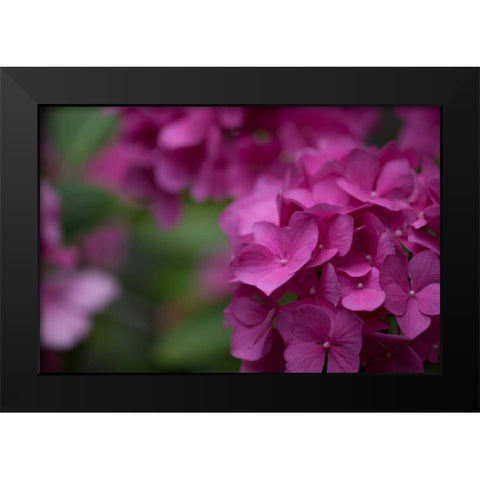 Pink Hydrangeas II Black Modern Wood Framed Art Print by Crane, Rita
