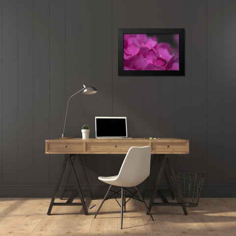 Pink Hydrangeas III Black Modern Wood Framed Art Print by Crane, Rita