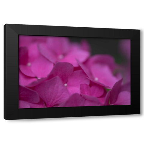 Pink Hydrangeas III Black Modern Wood Framed Art Print by Crane, Rita