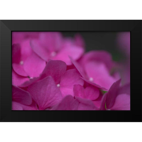 Pink Hydrangeas III Black Modern Wood Framed Art Print by Crane, Rita