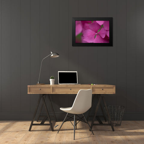 Pink Hydrangeas IV Black Modern Wood Framed Art Print by Crane, Rita