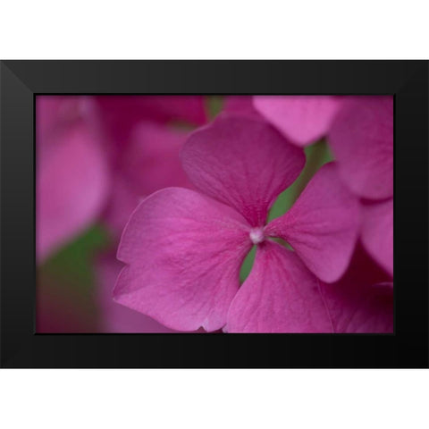 Pink Hydrangeas IV Black Modern Wood Framed Art Print by Crane, Rita