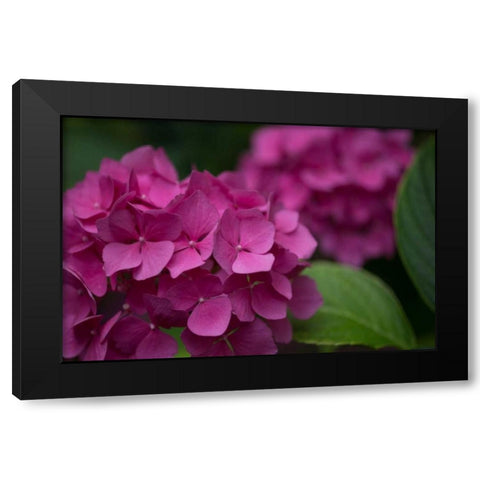 Pink Hydrangeas V Black Modern Wood Framed Art Print with Double Matting by Crane, Rita