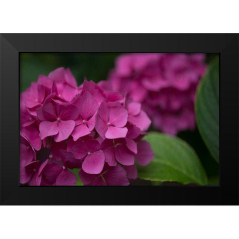 Pink Hydrangeas V Black Modern Wood Framed Art Print by Crane, Rita