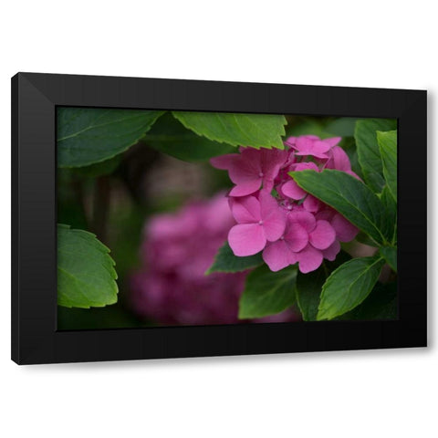 Pink Hydrangeas VI Black Modern Wood Framed Art Print by Crane, Rita