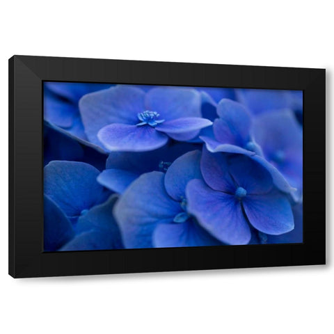Hydrangea Blues I Black Modern Wood Framed Art Print by Crane, Rita
