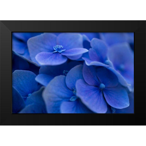 Hydrangea Blues I Black Modern Wood Framed Art Print by Crane, Rita