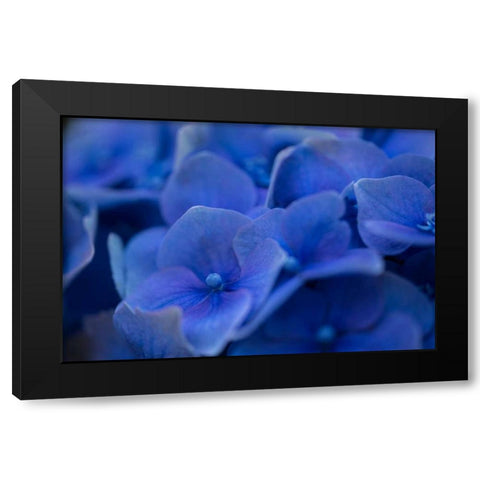 Hydrangea Blues II Black Modern Wood Framed Art Print by Crane, Rita