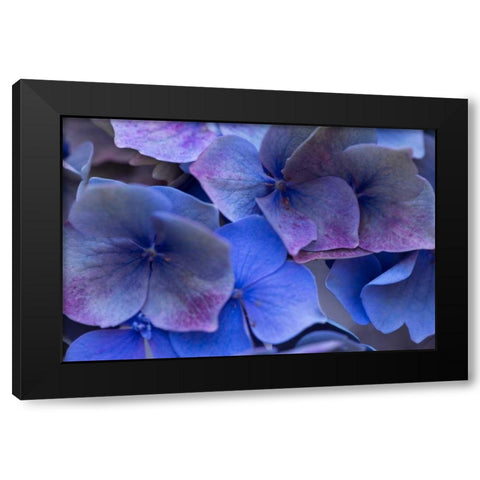 Hydrangea Blues III Black Modern Wood Framed Art Print by Crane, Rita
