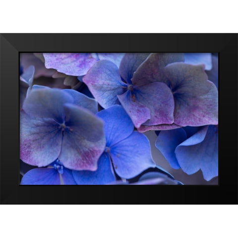 Hydrangea Blues III Black Modern Wood Framed Art Print by Crane, Rita