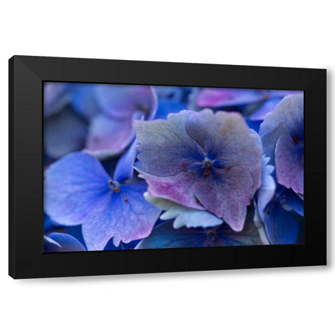 Hydrangea Blue IV Black Modern Wood Framed Art Print by Crane, Rita