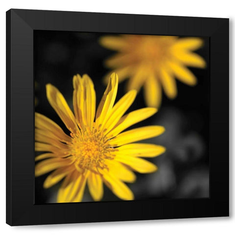 Celebration III Black Modern Wood Framed Art Print by Crane, Rita
