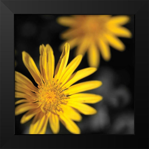 Celebration III Black Modern Wood Framed Art Print by Crane, Rita